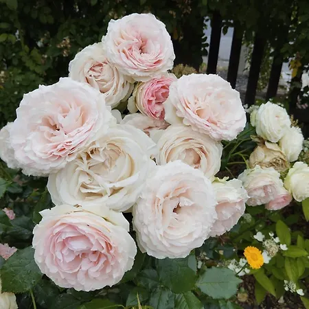 Forellenwasser * Rosenthal-Bielatal