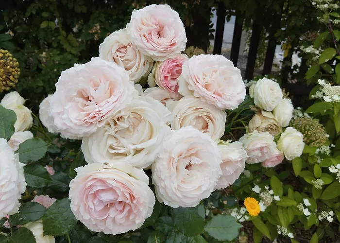 Forellenwasser * Rosenthal-Bielatal