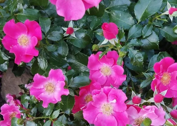 Forellenwasser Апартаменты Rosenthal-Bielatal