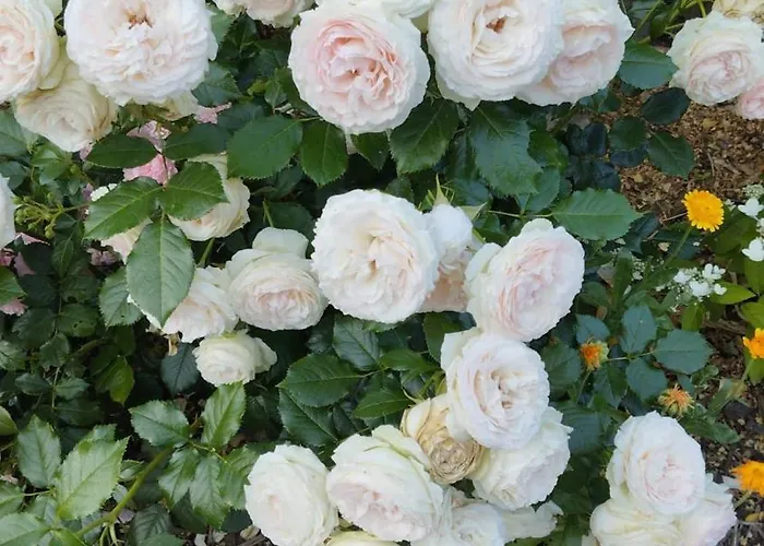 Forellenwasser Rosenthal-Bielatal