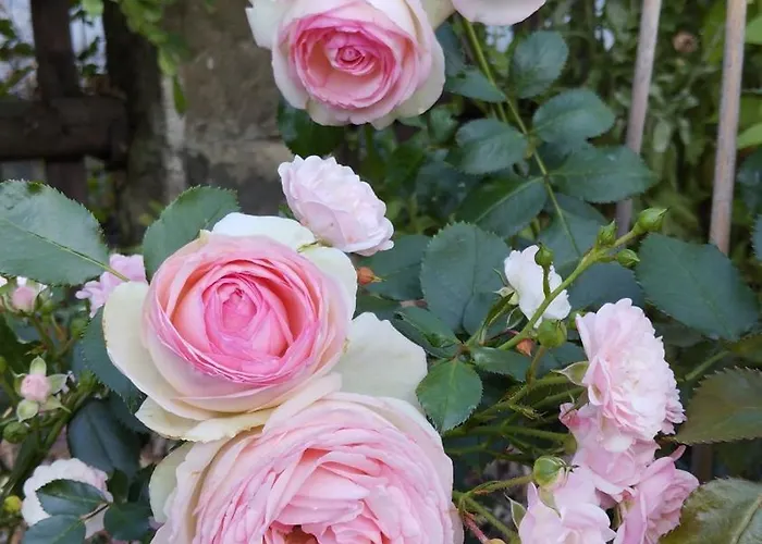 Апартаменты Forellenwasser Rosenthal-Bielatal