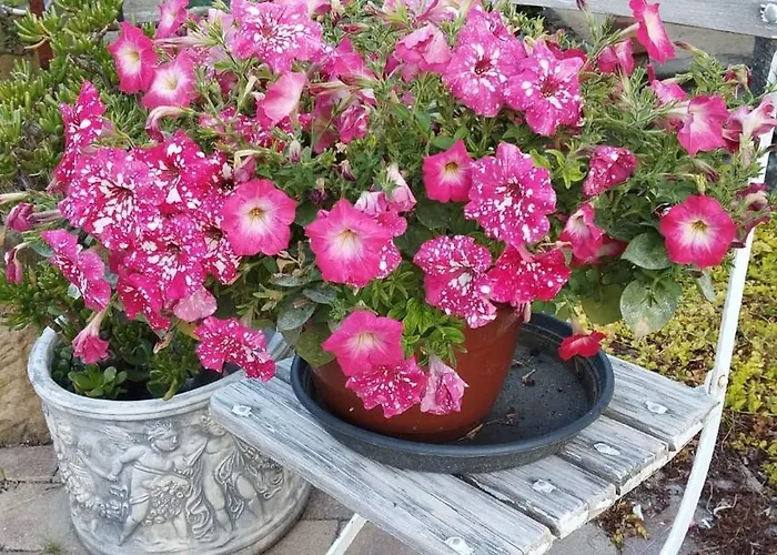 Forellenwasser Апартаменты